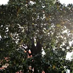 L'ape Regina Ferrara
