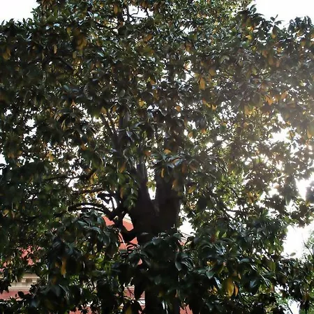 L'ape Regina Φεράρα