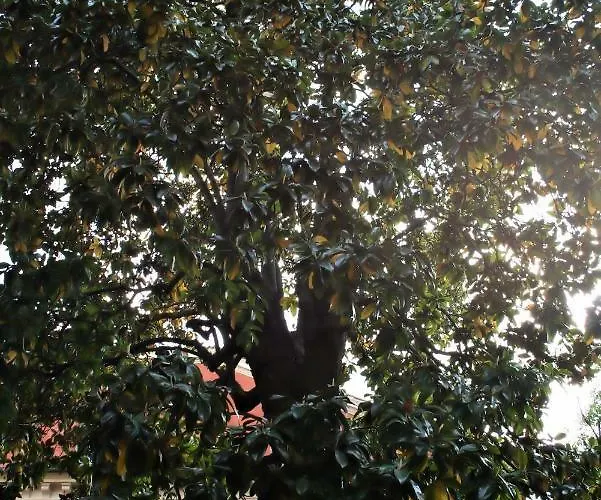 L'ape Regina Ferrara